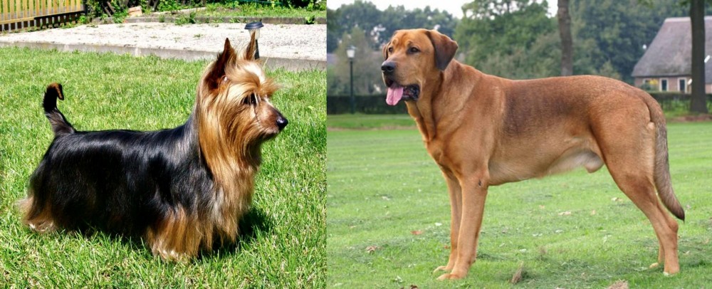 Broholmer vs Australian Silky Terrier - Breed Comparison
