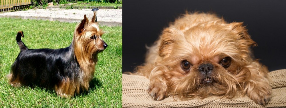 Brug vs Australian Silky Terrier - Breed Comparison