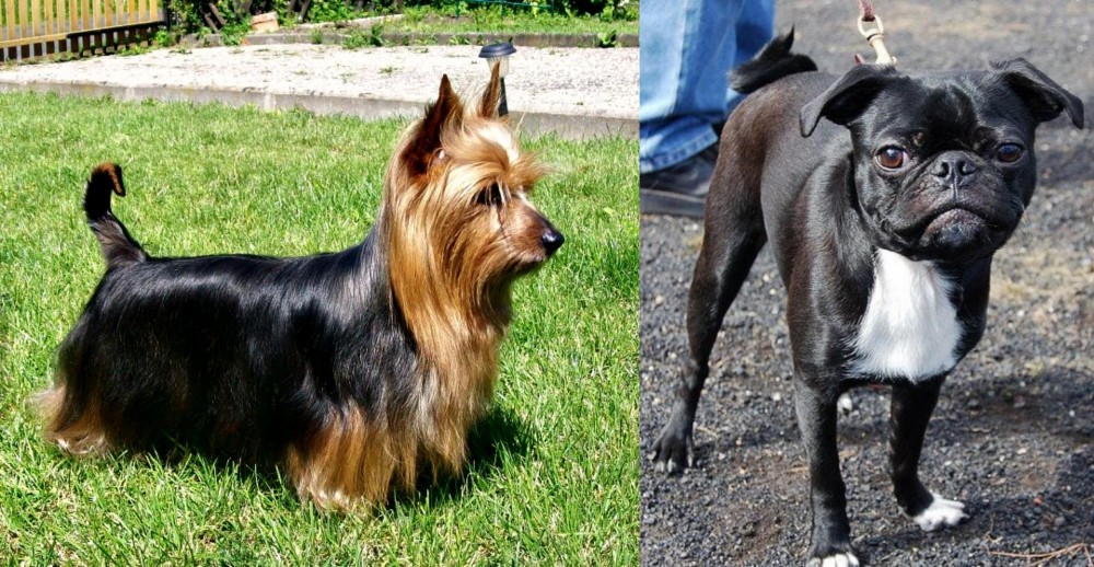 Bugg vs Australian Silky Terrier - Breed Comparison