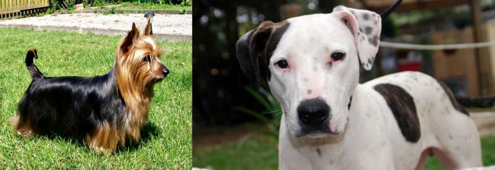 Bull Arab vs Australian Silky Terrier - Breed Comparison
