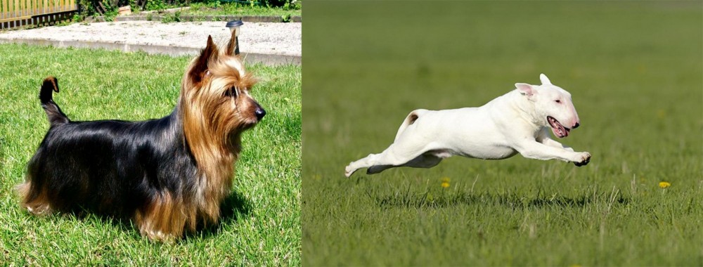 Bull Terrier vs Australian Silky Terrier - Breed Comparison