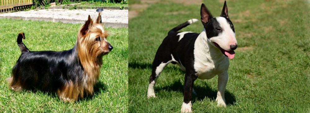 Bull Terrier Miniature vs Australian Silky Terrier - Breed Comparison
