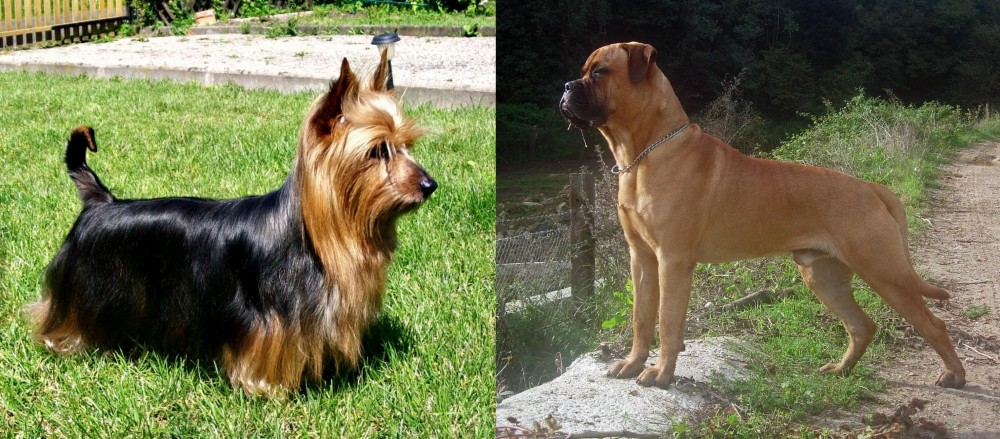 Bullmastiff vs Australian Silky Terrier - Breed Comparison