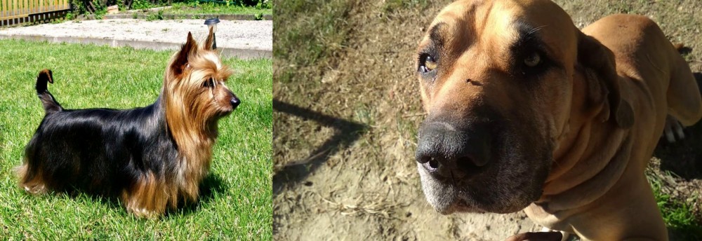 Cabecudo Boiadeiro vs Australian Silky Terrier - Breed Comparison