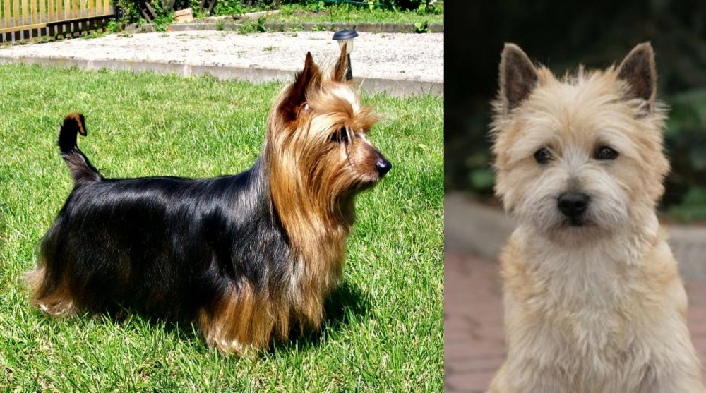 Cairn Terrier vs Australian Silky Terrier - Breed Comparison