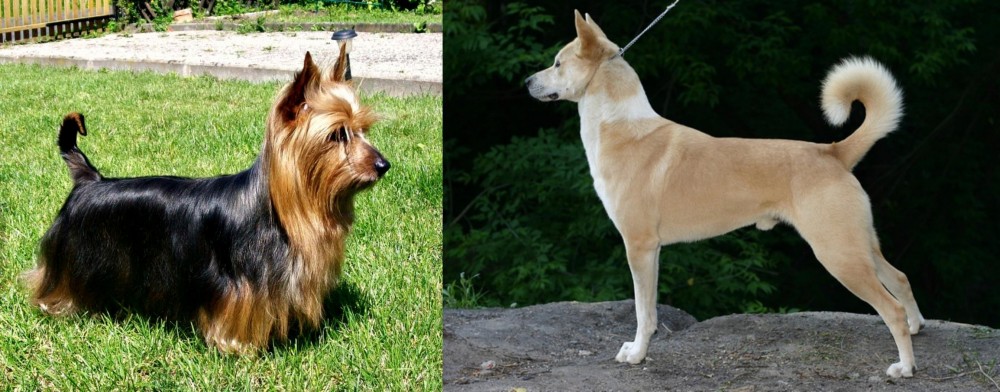 Canaan Dog vs Australian Silky Terrier - Breed Comparison