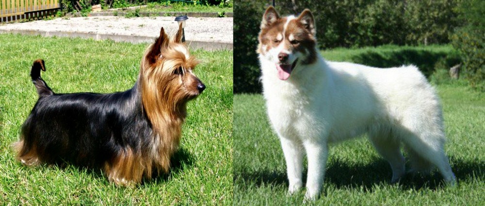 Canadian Eskimo Dog vs Australian Silky Terrier - Breed Comparison