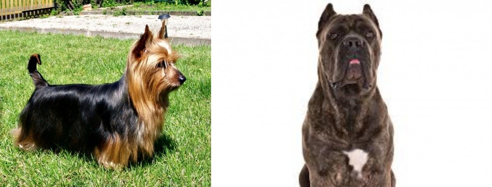 Cane Corso vs Australian Silky Terrier - Breed Comparison