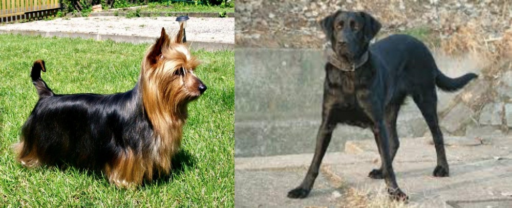 Cao de Castro Laboreiro vs Australian Silky Terrier - Breed Comparison