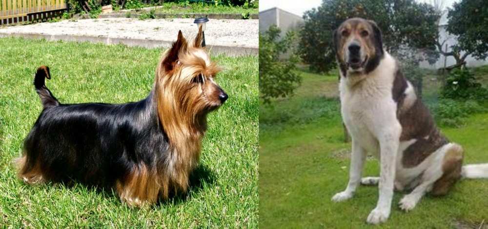 Cao de Gado Transmontano vs Australian Silky Terrier - Breed Comparison