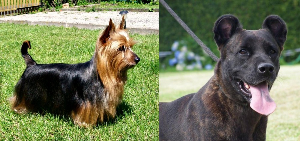 Cao Fila de Sao Miguel vs Australian Silky Terrier - Breed Comparison