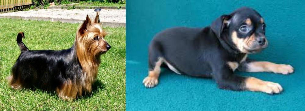 Carlin Pinscher vs Australian Silky Terrier - Breed Comparison