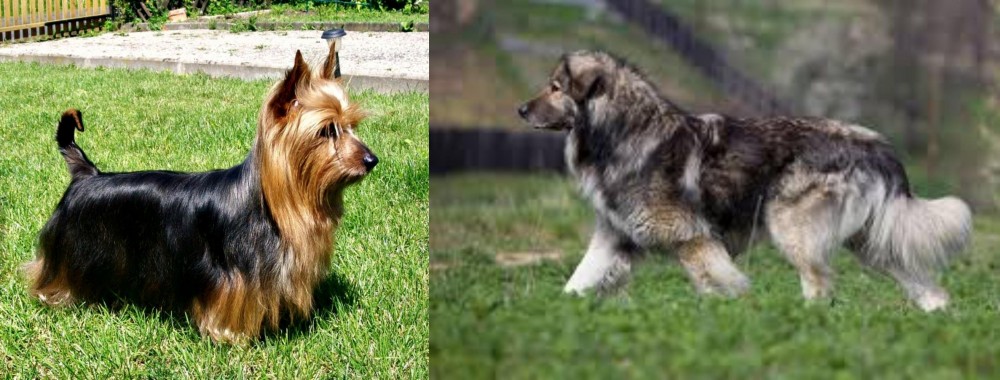 Carpatin vs Australian Silky Terrier - Breed Comparison