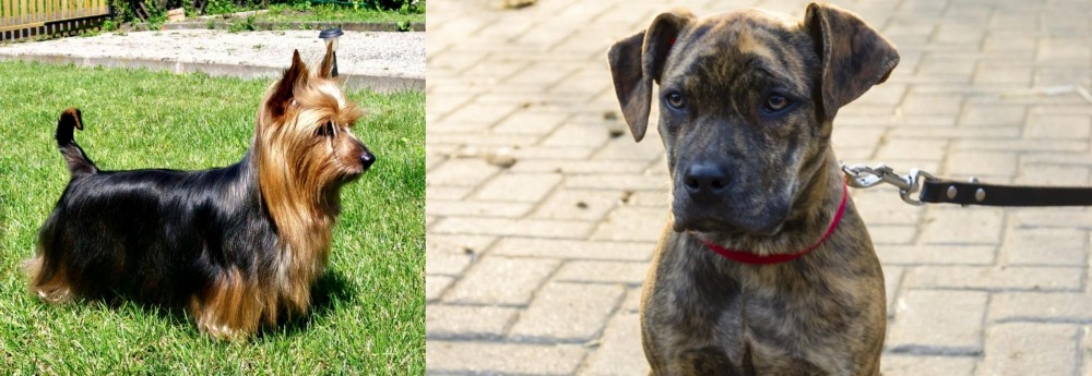 Catahoula Bulldog vs Australian Silky Terrier - Breed Comparison