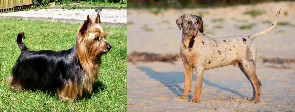 Catahoula Cur vs Australian Silky Terrier - Breed Comparison