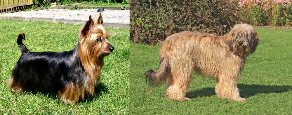 Catalan Sheepdog vs Australian Silky Terrier - Breed Comparison