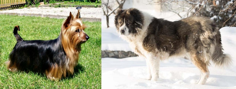 Caucasian Shepherd vs Australian Silky Terrier - Breed Comparison