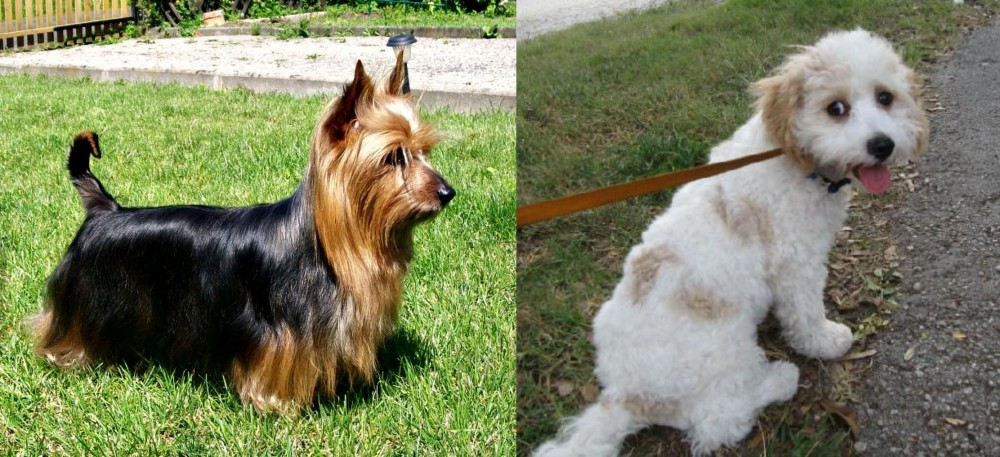 Cavachon vs Australian Silky Terrier - Breed Comparison