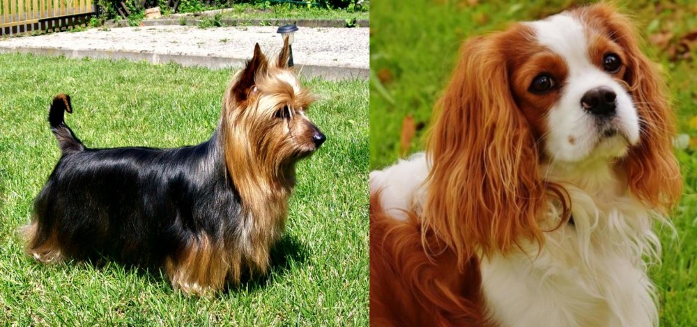 Cavalier King Charles Spaniel vs Australian Silky Terrier - Breed Comparison
