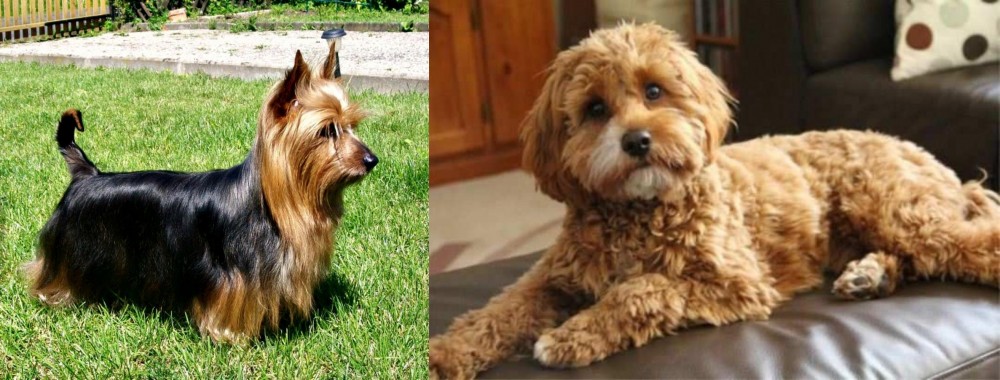 Cavapoo vs Australian Silky Terrier - Breed Comparison