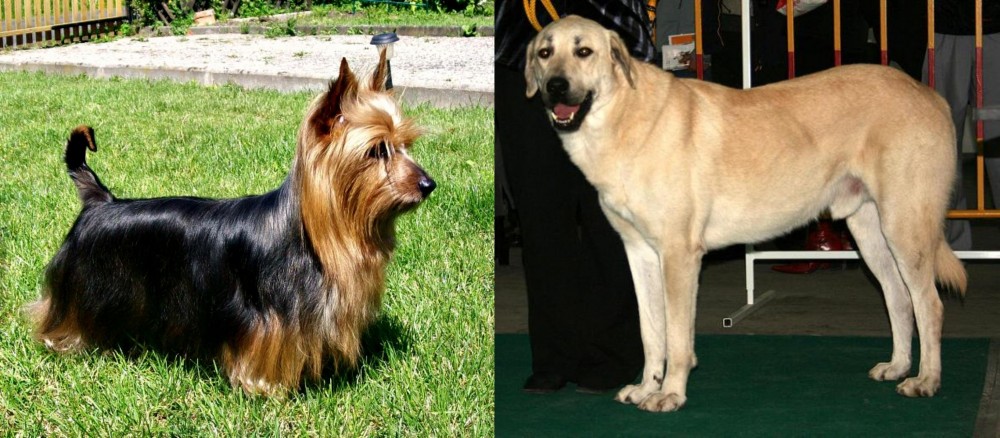 Central Anatolian Shepherd vs Australian Silky Terrier - Breed Comparison