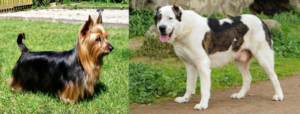 Central Asian Shepherd vs Australian Silky Terrier - Breed Comparison