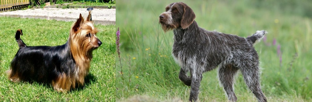 Cesky Fousek vs Australian Silky Terrier - Breed Comparison