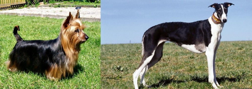 Chart Polski vs Australian Silky Terrier - Breed Comparison