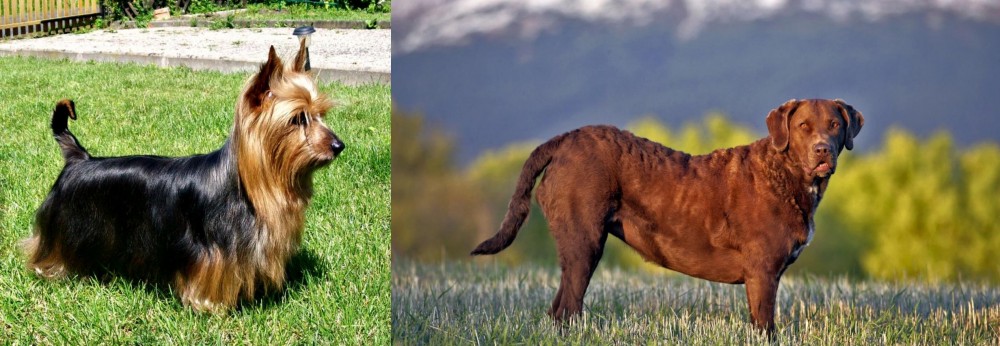 Chesapeake Bay Retriever vs Australian Silky Terrier - Breed Comparison