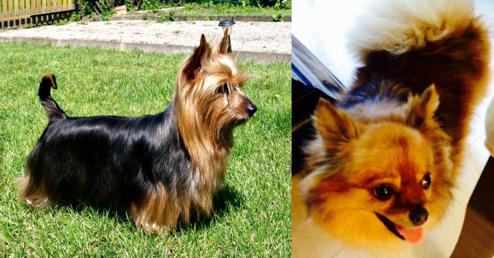 Chiapom vs Australian Silky Terrier - Breed Comparison