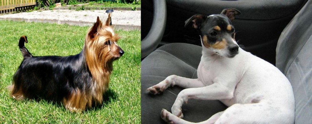 Chilean Fox Terrier vs Australian Silky Terrier - Breed Comparison