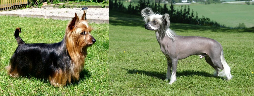 Chinese Crested Dog vs Australian Silky Terrier - Breed Comparison