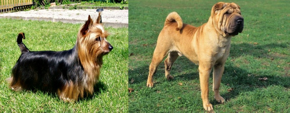 Chinese Shar Pei vs Australian Silky Terrier - Breed Comparison