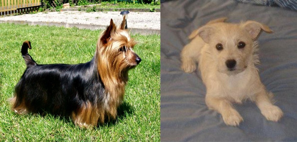Chipoo vs Australian Silky Terrier - Breed Comparison