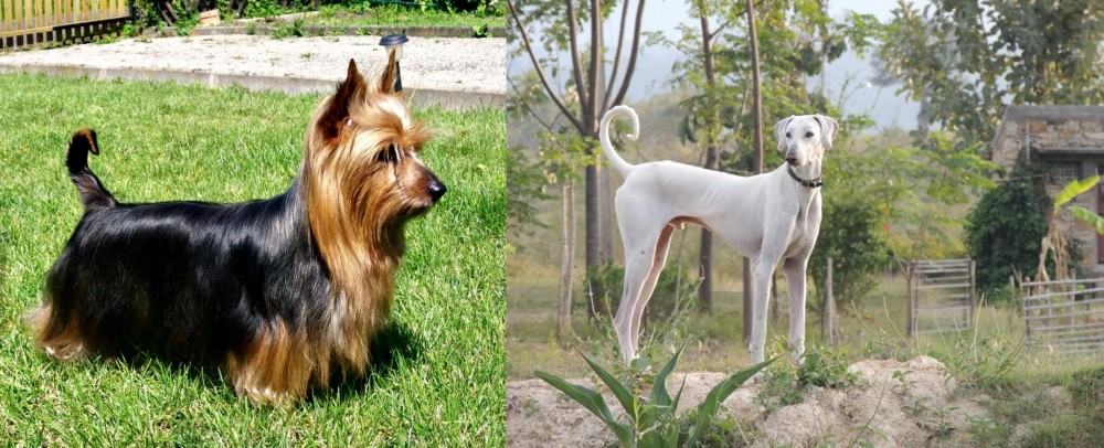 Chippiparai vs Australian Silky Terrier - Breed Comparison