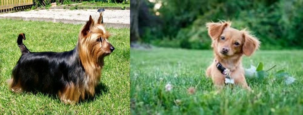 Chiweenie vs Australian Silky Terrier - Breed Comparison