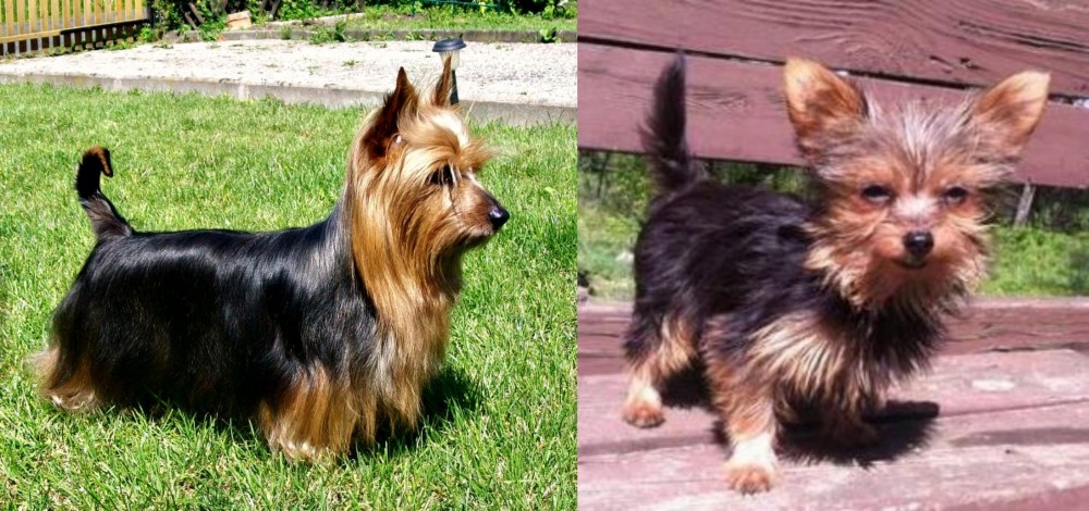 Chorkie vs Australian Silky Terrier - Breed Comparison
