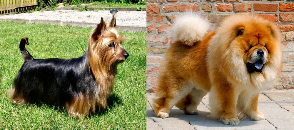 Chow Chow vs Australian Silky Terrier - Breed Comparison