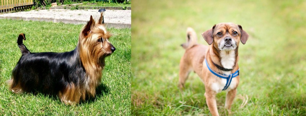 Chug vs Australian Silky Terrier - Breed Comparison