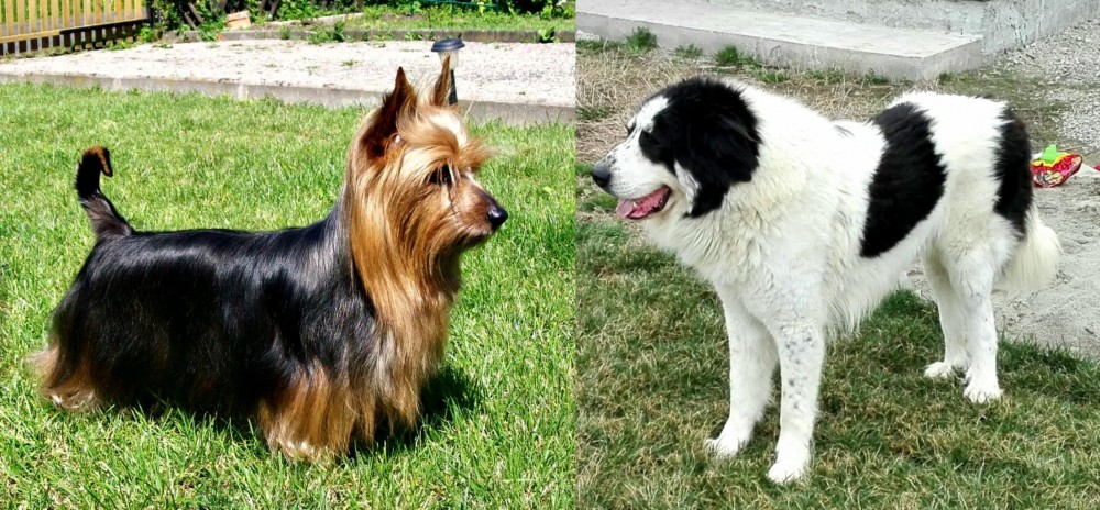 Ciobanesc de Bucovina vs Australian Silky Terrier - Breed Comparison