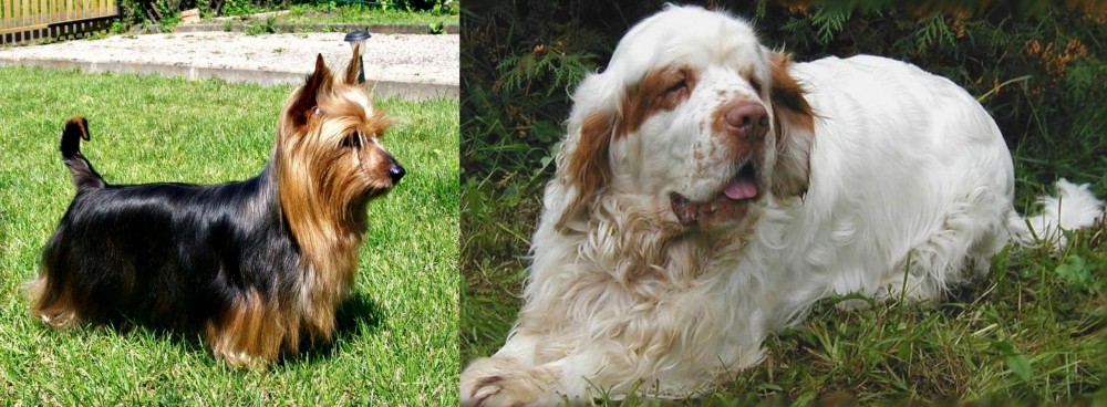 Clumber Spaniel vs Australian Silky Terrier - Breed Comparison