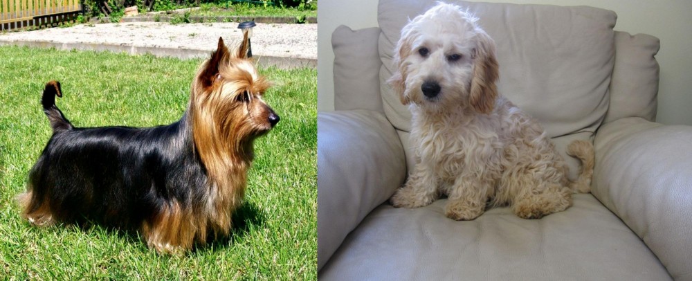 Cockachon vs Australian Silky Terrier - Breed Comparison