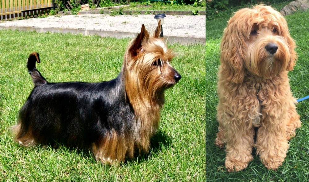 Cockapoo vs Australian Silky Terrier - Breed Comparison