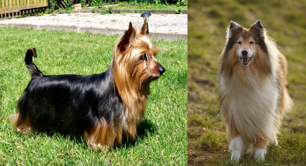 Collie vs Australian Silky Terrier - Breed Comparison