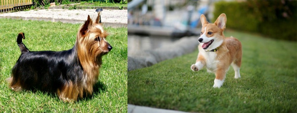 Corgi vs Australian Silky Terrier - Breed Comparison