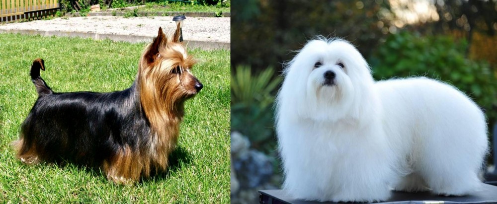 Coton De Tulear vs Australian Silky Terrier - Breed Comparison