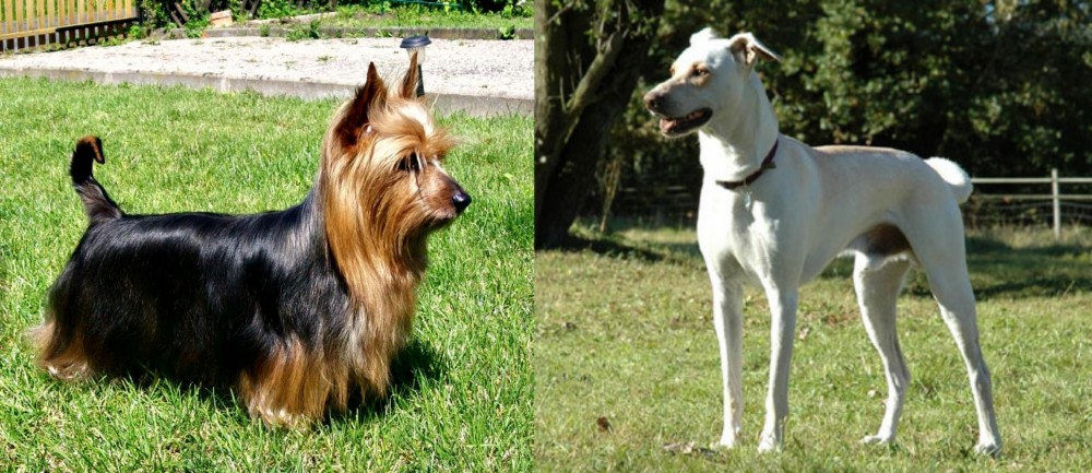 Cretan Hound vs Australian Silky Terrier - Breed Comparison