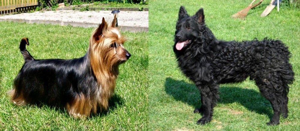 Croatian Sheepdog vs Australian Silky Terrier - Breed Comparison