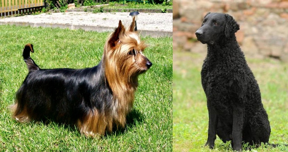 Curly Coated Retriever vs Australian Silky Terrier - Breed Comparison