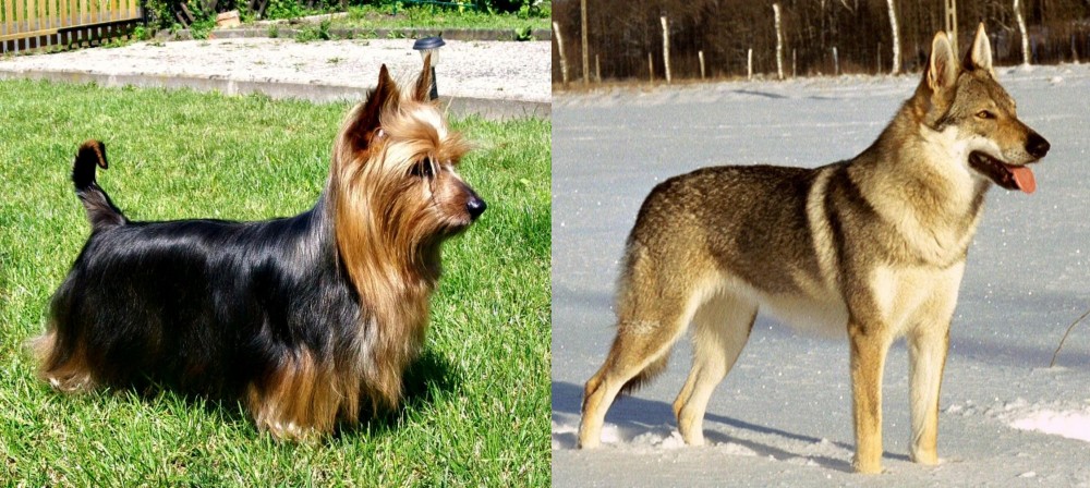 Czechoslovakian Wolfdog vs Australian Silky Terrier - Breed Comparison
